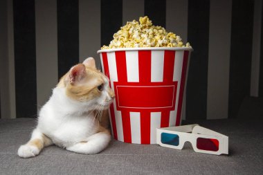 kedi patlamış mısır ile kanepede yatan ve televizyon izlerken, o odada akşam dinleniyor, metin için boşluk kopyalamak