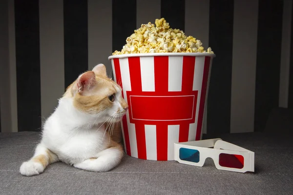 kedi patlamış mısır ile kanepede yatan ve televizyon izlerken, o odada akşam dinleniyor, metin için boşluk kopyalamak