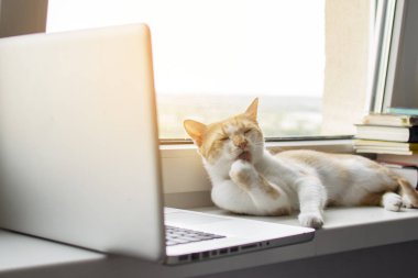 kedi bir dizüstü bilgisayar ile pencerenin yanında yatıyor ve monitörbakar, kedi bilgisayar kullanır