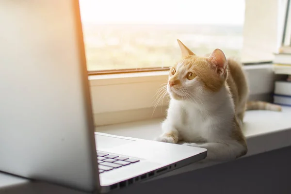 kedi bir dizüstü bilgisayar ile pencerenin yanında yatıyor ve monitörbakar, kedi bilgisayar kullanır