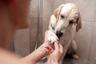 Golden Retriever yavrusu banyoda banyo yapıyor, adam duşta köpeği temizliyor, yakın plan.