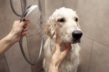 Golden Retriever yavrusu banyoda banyo yapıyor, adam duşta köpeği temizliyor, yakın plan.