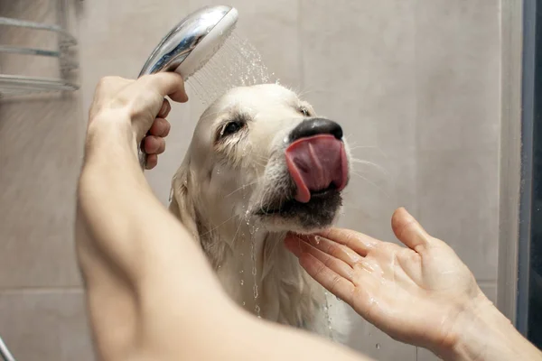 샤워실에서 리트리버 강아지와 클로즈업 — 스톡 사진