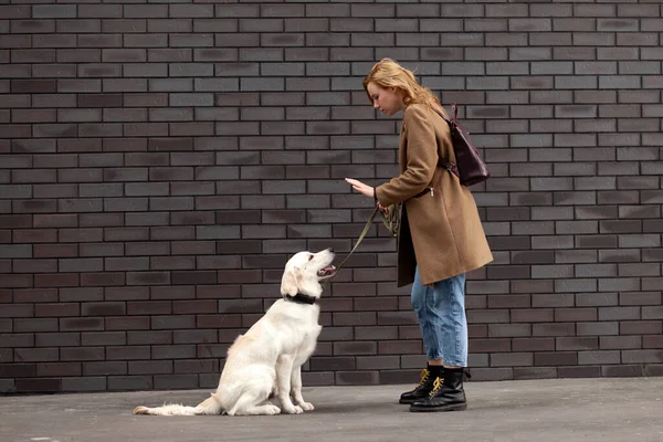 Genç bir kız şehir caddesinde Golden Retriever köpeği eğitiyor. Duvarın arkasında bir köpekle yürüyen bir kadın.