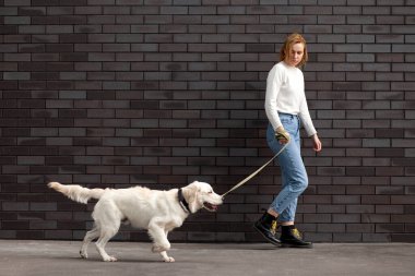 Genç şehirli bir kız sokakta bir köpekle duvarın arkasında yürür. Bir kadın av köpeğiyle koşar. Kopya alanı.