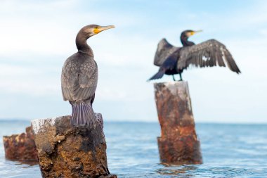 İki siyah karabatak denizin arka planında oturur, büyük deniz kuşları.