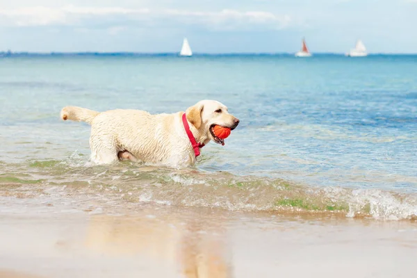Cão Corre Longo Praia Verão Contra Fundo Mar Labrador Com — Fotografia de Stock
