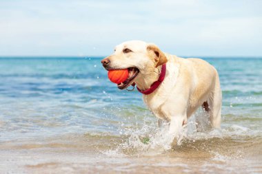 ıslak köpek yazın bir topla denizde oynuyor, Golden retriever plajda dinleniyor, seyahat konsepti, evcil hayvanlar