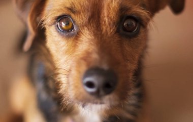  Şirin köpek kameraya bakıyor - kafa görüntüsü - yakın çekim