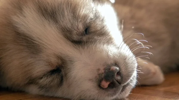 Bonito Filhote Cachorro Mastim Dormindo Chão Rosto Perto — Fotografia de Stock