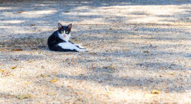 Siyah ve beyaz bir kedi güneşin altında yerde yatıyor. Kedi kameraya bakıyor.