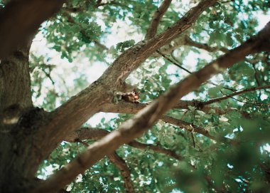 Londra'da bir ağaçta sincap