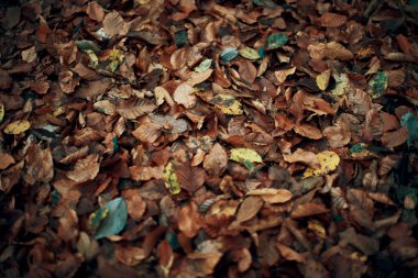 Sonbahar yaprakları, sarı ve turuncu yaprak