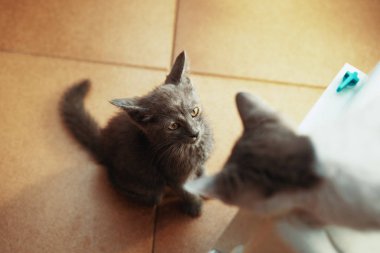 Küçük yavru kedi oyunu, kedi veya Evcil hayvan