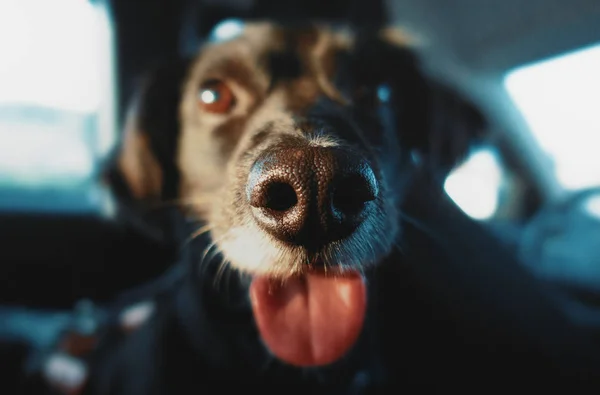 Chien Noir Drôle Animaux Compagnie Heureux — Photo