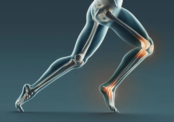인간의 다리와 엑스레이 렌더링 — 스톡 사진
