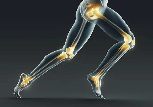 Human legs and bones, x ray, 3d rendering