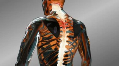 İnsan anatomisi animasyon erkek omurga diskleri gösterilen. İskelet sistemi vertebral disk tarama
