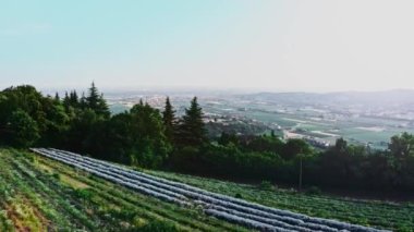Hava 4k. Lavanta Tarlası üzerinde uçuş. Sonsuz güneşli lavanta alanlarının gün batımı veya gün doğumu hava manzarası.