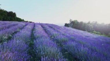 Hava 4k. Lavanta Tarlası üzerinde uçuş. Sonsuz güneşli lavanta alanlarının gün batımı veya gün doğumu hava manzarası.