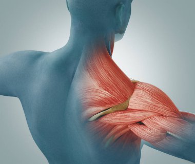 Arkadan erkek görüşü. Bıçaklar, omuz ve trapezoid 3D görüntüleme