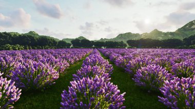 Görüntü, Provence, Fransa 'da arka planda yalnız bir ağaç bulunan zengin bir lavanta tarlasını gösteriyor. 3d oluşturma