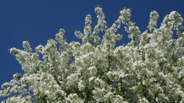 Elma ağacı dalları çiçek çiçek dolu