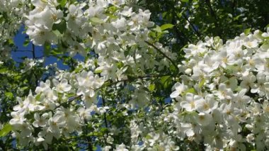 Elma ağacı dalları çiçek çiçek dolu