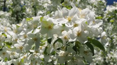 Elma ağacı dalları çiçek çiçek dolu