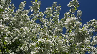 Elma ağacı dalları çiçek çiçek dolu