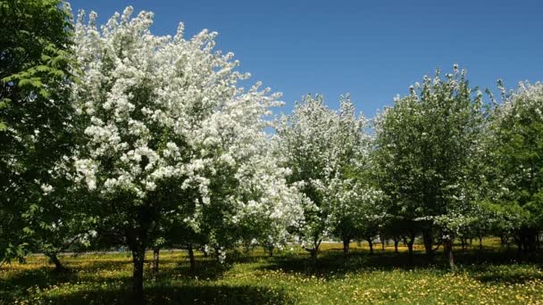 Ramas Manzanos Llenas Flores Florecientes — Vídeo de stock