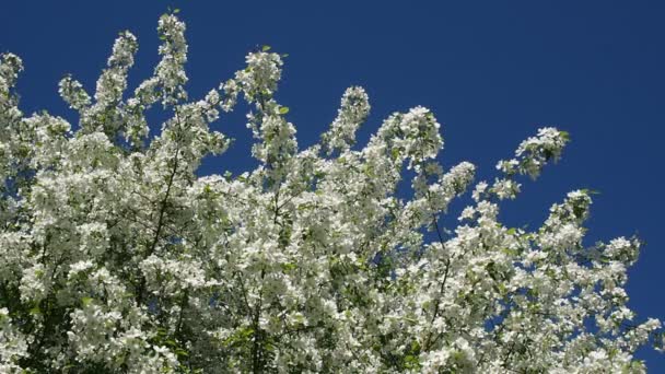 Apple Tree Branches Full Blossoming Flowers — Stock Video