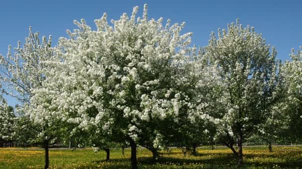 リンゴの木の枝の花が開花し完全 — ストック動画