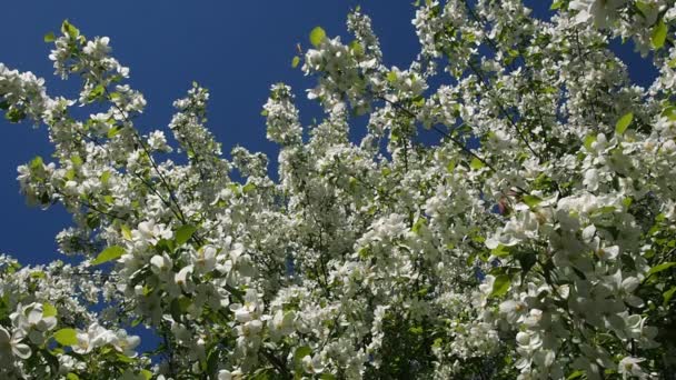 Maçã Árvore Ramos Cheios Flores Florescentes — Vídeo de Stock