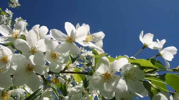 Appelboom Takken Vol Bloeiende Bloemen — Stockvideo