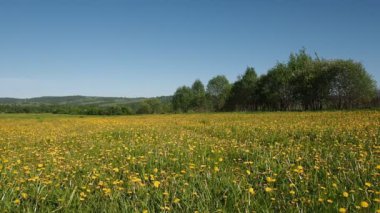 Güzel sarı dandelions alanıyla.