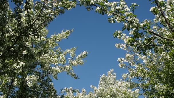 Appelboom Takken Vol Bloeiende Bloemen — Stockvideo