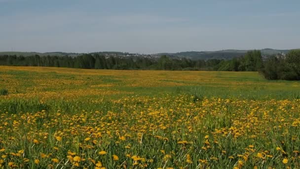 Bel Campo Con Denti Leone Gialli — Video Stock