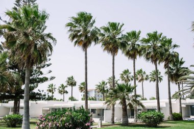 Palmiye ağaç günbatımı Güney Kıbrıs