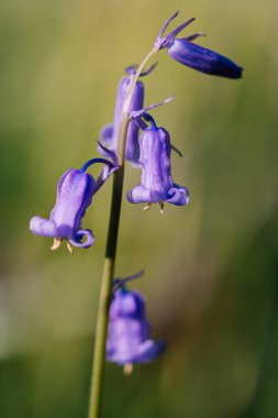 Ormanda çan çiçekleri 