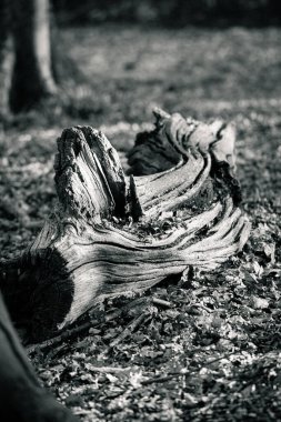 Siyah beyaz ormanda devrilmiş bir ağaç gövdesi.