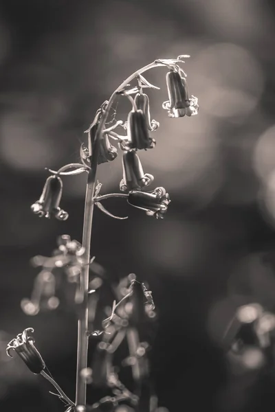 Bluebells Different Colour — Stock Photo, Image