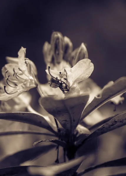 Close Macro Shot Flower Local Woods — Stock Photo, Image