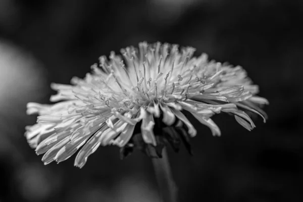 Balck White Profile Shot Dandelion — Stock Photo, Image