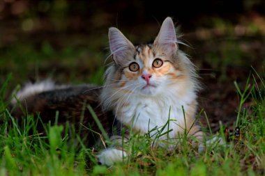 Norveçli orman kedi yavru kedi gölgelerde zaman harcamaktadır