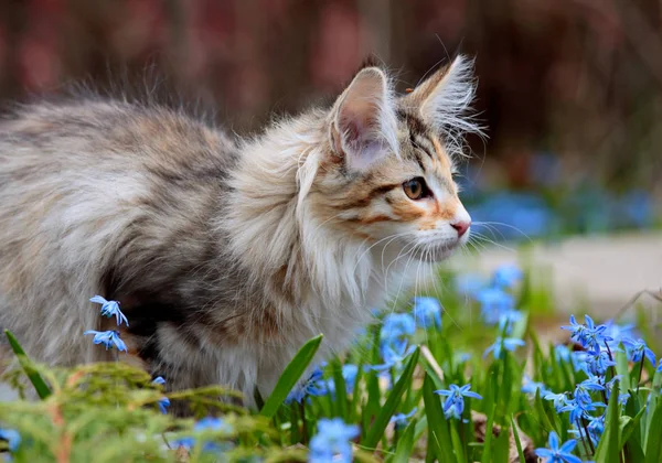 Norwegische Waldkatze Sonnigen Garten Mit Blauen Blumen — Stockfoto