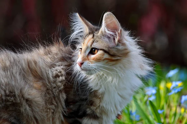 Norwegian Forest Cat Kitten Sunny Garden — Stock Photo, Image