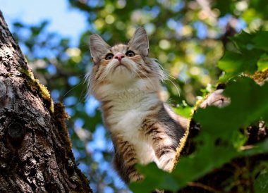 Norveçli orman kedi yavru kedi içinde ağacıdır