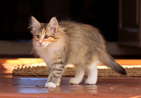 Прекрасная Лесная Кошка Кошка Стоит — стоковое фото
