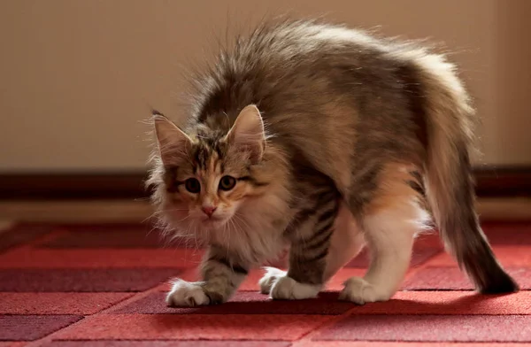 Gatinho Gato Floresta Norueguesa Arqueou Suas Costas Ela Tem Inimigo — Fotografia de Stock